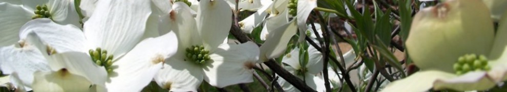 cropped-cropped-dogwood.jpg