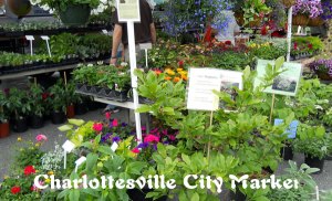 Charlottesville City Market