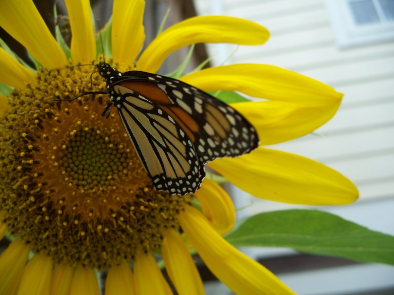 Charlottesville, August 12, 2010, Photo by Walt Kastenmayer