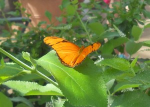 Butterfly at Ginter Garden