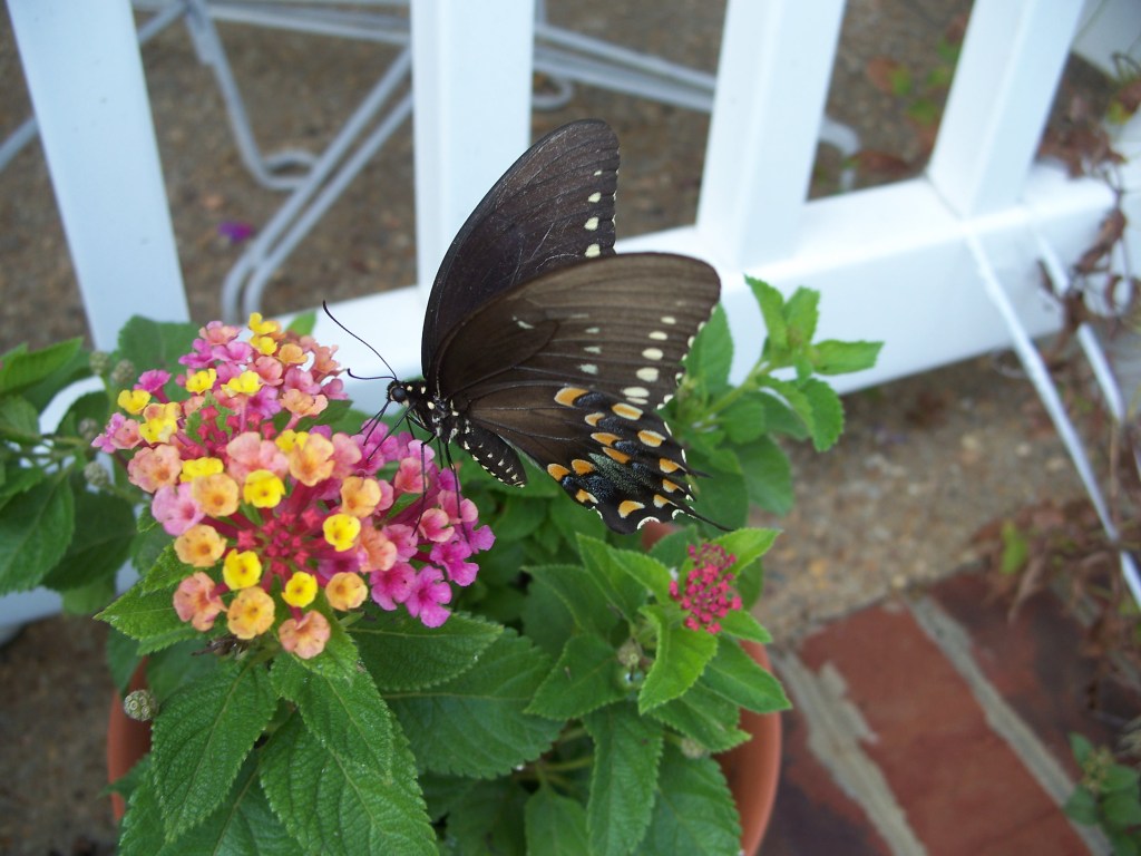 What addition to McIntire Park are you looking forward to most? Vote online at Cville&nbsp;Tomorrow