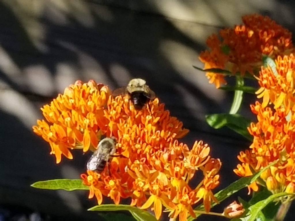 Celebrate our working friends!  It’s national pollinators week&nbsp;again.