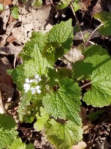 Garlic Mustard